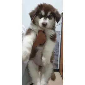 Alaskan Malamute Red Giant