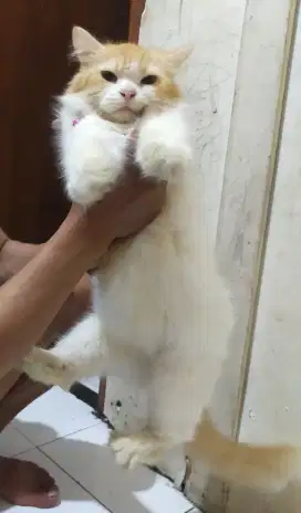 kucing betina lgi biraahi beraat