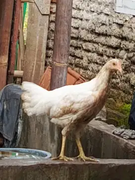 Ayam ketawa betina