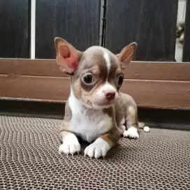 Jual chihuahua jantan