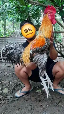 Anak Ayam Pelung 10 ekor