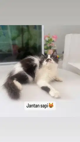 Kitten jantan sapi abu putih