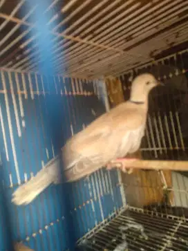 Burung puter pelung betina,suara ngelik