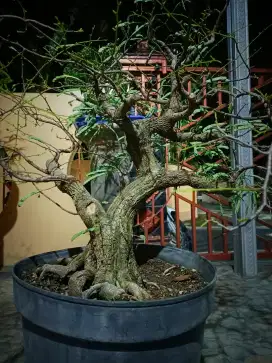 Bonsai Asem jawa