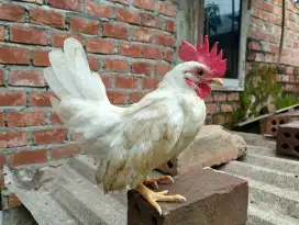 Ayam hias remaja