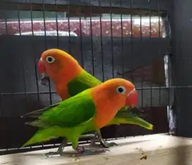 Burung lovebird biola green sepasang