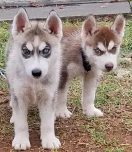 Siberian Husky Male & Female