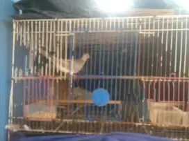 Burung pulset dgn kurungnya puter pelung betina