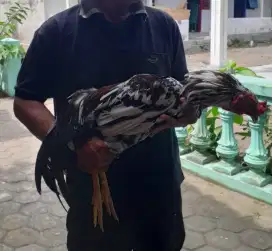 Ayam jago kampung umbaran