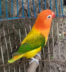 Seekor lovebird betina cakep