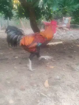 Ayam pelung sepasang