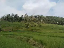 Bismillah Jual sawah produktif