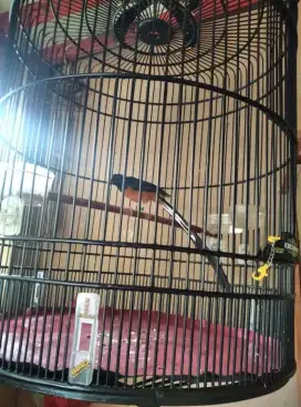 Murai Batu Medan