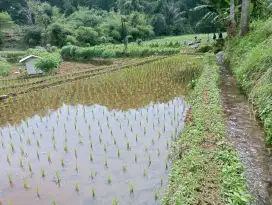 Tanah kebun akses mobil pinggir jalan murah