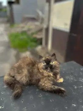 KUCING HIMALAYA DAN PERSIA TORTIE