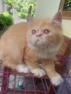 Kitten betina persian flatnose long hair