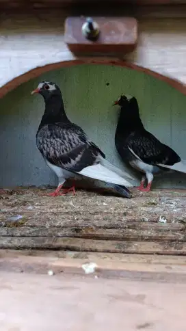 Burung dara doro tinggian melip