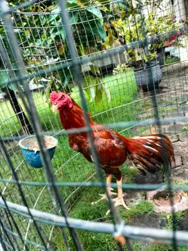 jual ayam kondang