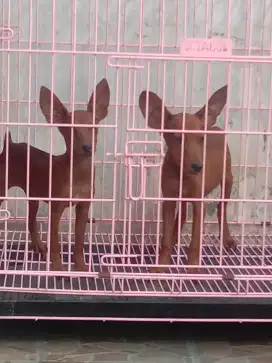 Jual anakan mini pinscher jtn btn 5 bln