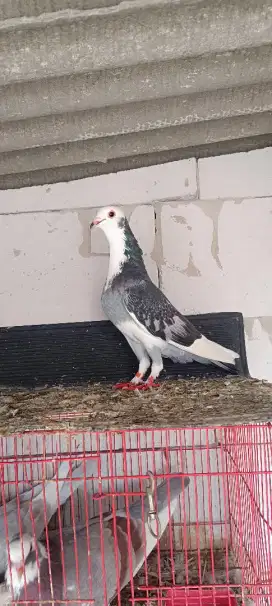 Burung merpati jantan & betina