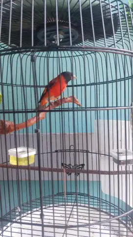 Burung Red Siskin Gacor dor