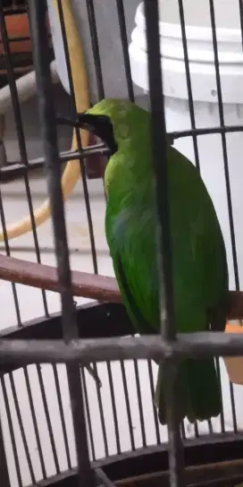 burung kacer warna ijo jantan