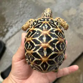 Indian star high yellow kura darat tortoise 8.5 cm