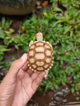 Sulcata 6 cm semi dotless doyan pelet no minus