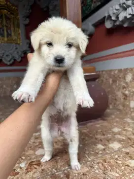 Dijual anak anjing pom x maltese