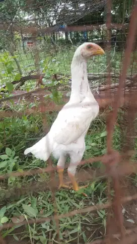 Ayam shamo eropa ori Usia 2 bln lebih