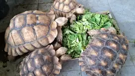 Borongan sulcata jumboo