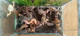 (1JT) 10 Ekor Gecko Mix Sex