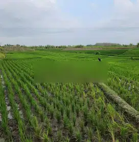 Tanah view terasering sawah di jalan pantai pasut, akses jalan 4 meter