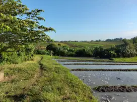 Tanah view sawah yeh Gangga tabanan