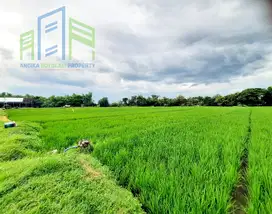 Dijual Tanah sawah di Nogosari Boyolali