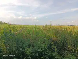 Tanah Zona Pariwisata di Kelating Bali view sawah dan gunung