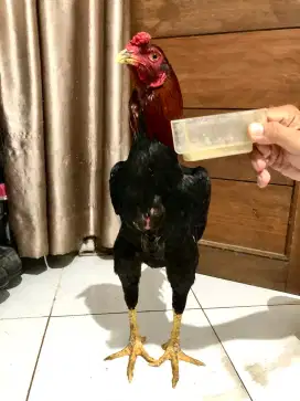 Ayam bangkok klasik ukuran 4