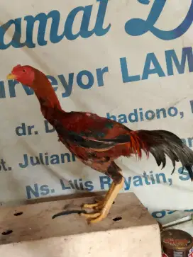 Ayam Bangkok super