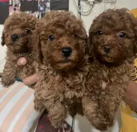 Poodle Coklat(Red toy) Non Stambum