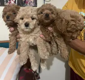 Maltipoo (Maltese poodle)