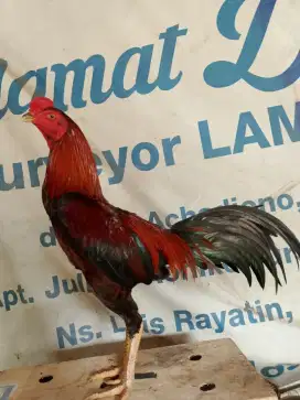 Ayam Bangkok khoyngon