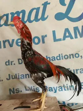 Ayam Bangkok super