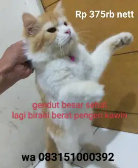 2ekor kucing beserta kandang nya