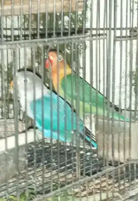 Di jual 2 burung lovebird paud siapan nuktok