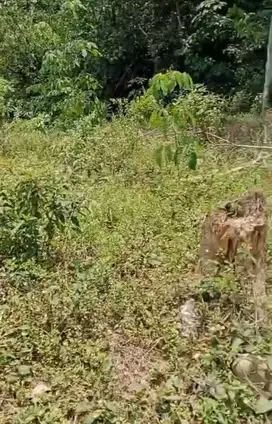 Dijual Tanah Kavling Siap Pakai Di Jasinga Bogor Jawa Barat