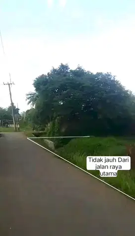 TANAH KEBUN MURAH STRATEGIS DI PINGGIR JALAN  DESA CISEENG RP 850 RB