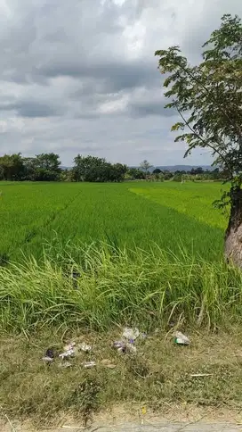 MURAH TANAH SAWAH BARAT RUMAH BUDAYA TEMBI SEWON BANTUL JK13093