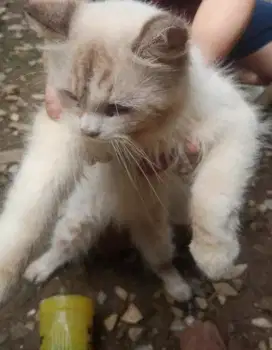 Kucing peliharaan