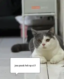 Jasa pacak kucing bsh non ped