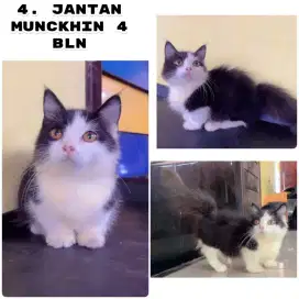 Kucing ras persia munckin cenbol